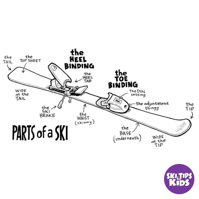 Parts of a Ski